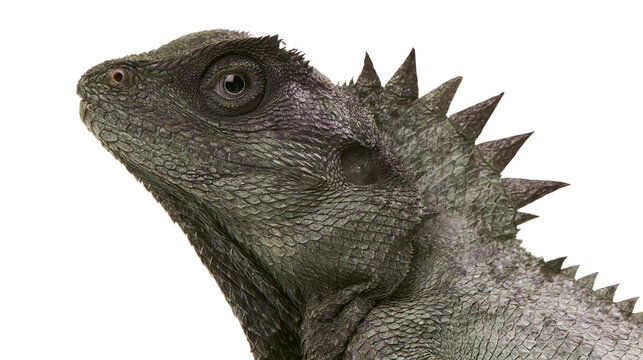 Spiky green lizard head profile with detailed scales