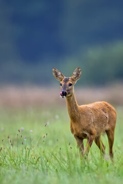 Roe-deer in a clearing