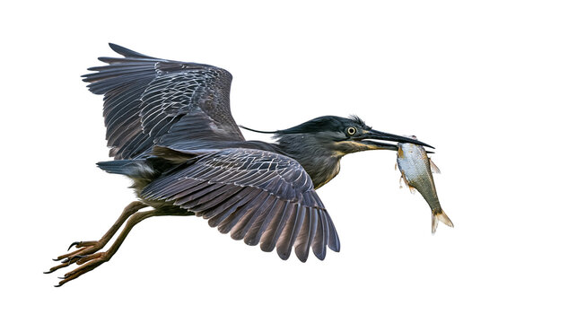 Grey heron bird flying with fish in beak