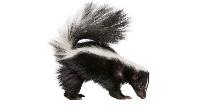 Striped skunk with bushy tail on white