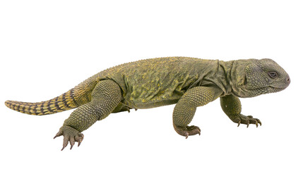 Fototapeta premium Uromastyx lizard with textured scales and banded tail