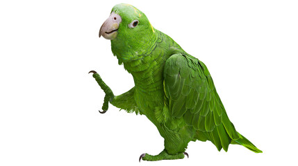 Green parrot with light beak and pinkish eye ring © Motruc