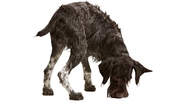 German Wirehaired Pointer dog sniffing ground