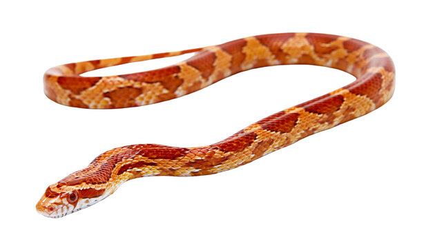 Orange and red patterned corn snake coiled