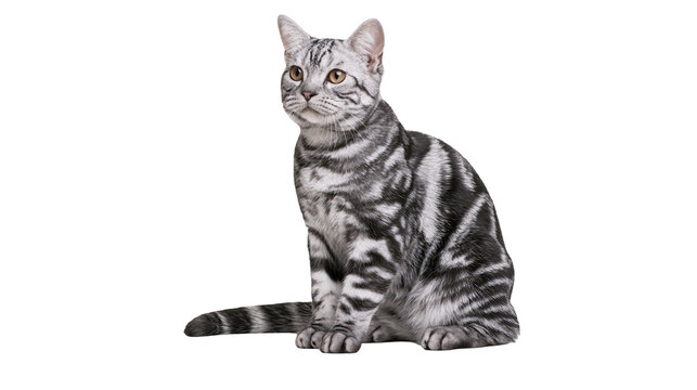 Silver tabby cat sitting with striped fur and yellow eyes