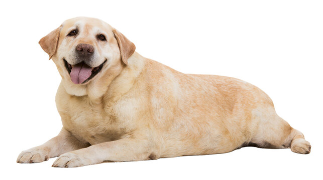 Yellow Labrador Retriever dog lying down with tongue out