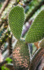 Close-up view of green prickly pear cactus pads, showcasing their sharp spines and fuzzy texture, with blurred foliage in the background, highlighting desert plant details. © KimVermaat