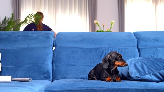 A black and tan dachshund dog lies on a blue sofa with a lint roller nearby while a woman tidies the living room behind it, a concept of pet friendly housekeeping.