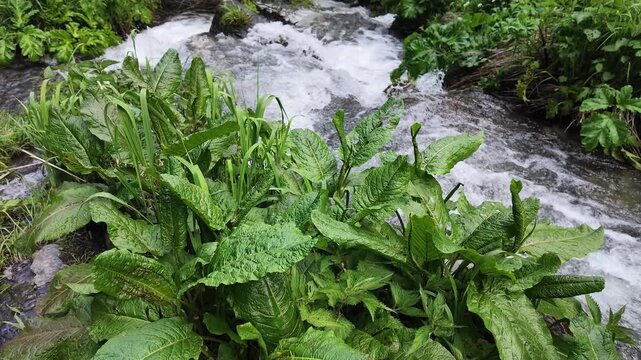 Vibrant green foliage growing beside a cascading mountain stream, flowing water over rocky terrain, serene nature scene with lush plants, wild river flow, peaceful atmosphere
