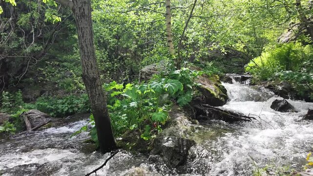 Fast flowing mountain creek cascading through lush green forest, sunlight filtering through dense tree canopy, tranquil wilderness scenery, peaceful summer nature landscape, soothing water sounds