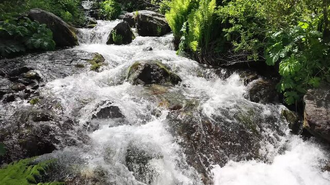 fast flowing mountain creek rushing over dark rocks and lush green foliage, refreshing water cascades in serene woodland scenery, peaceful nature background