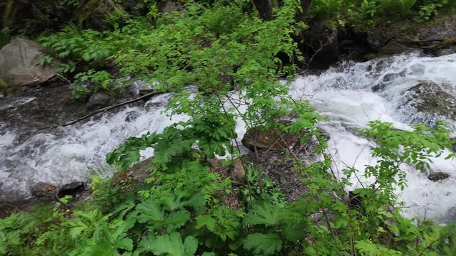 Mountain stream flowing through lush green forest, bubbling water over stones, tranquil nature scenery, serene peaceful atmosphere for meditation and relaxation footage