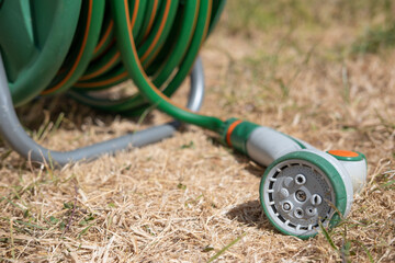 Naklejka premium Dried-up, sunburnt grass in garden due to the UK summertime hose pipe ban, with green hose pipe with grey watering nozzle laying on the ground.