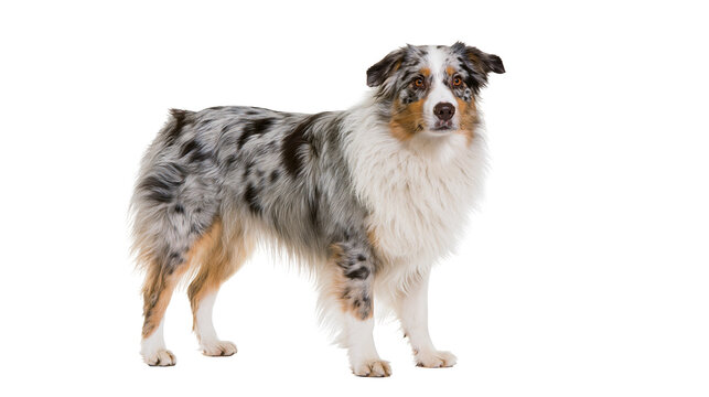 Merle Australian Shepherd dog standing profile view