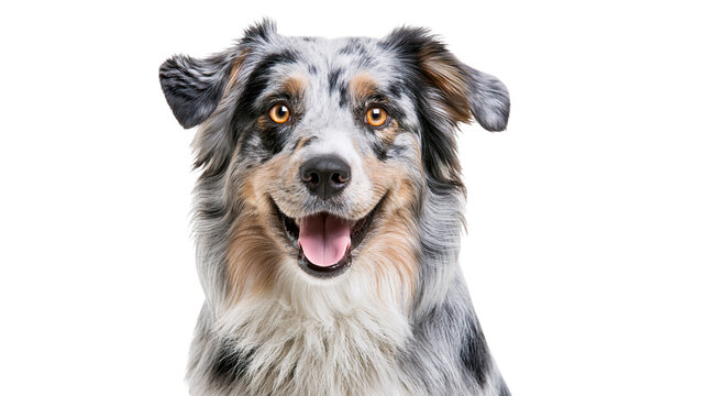 Happy Australian Shepherd dog with blue merle coat and orange eyes