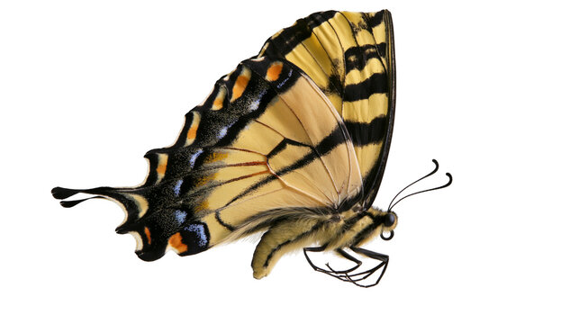 Yellow Tiger Swallowtail Butterfly Insect