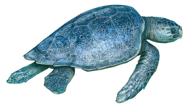 Detailed blue sea turtle with textured shell and flippers