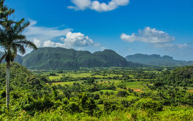 Obraz premium A scenic panorama of Vinales Valley in Cuba, showcasing verdant fields, lush vegetation, and iconic mogote karst formations under a bright blue sky with scattered clouds.
