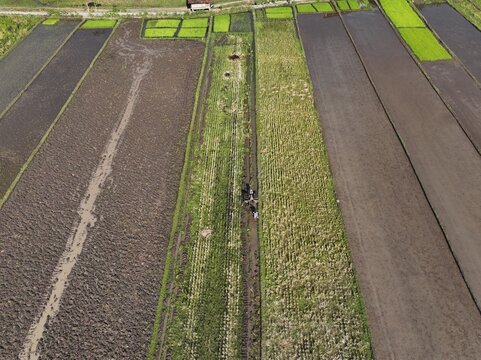 Aerial view of rice paddies near Jalan Bibis, showing geometric patterns of cultivated fields and irrigation channels in Kecamatan Kasihan, Daerah Istimewa Yogya, Indonesia.