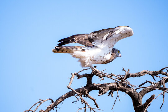 View of a raptor perched on a dry tree branch with wings partially spread against a clear blue sky in Amboseli National Park, Kajiado County, Kenya.