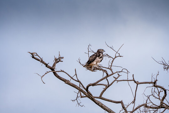 View of a raptor perched on a bare tree branch in Amboseli National Park, Kajiado County, Kenya.