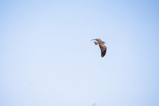 View of a raptor soaring through the clear blue sky above Amboseli National Park in Kajiado County, Kenya.