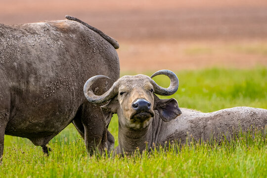 View of an African buffalo resting in the lush green grass of Amboseli National Park in Kajiado County, Kenya.