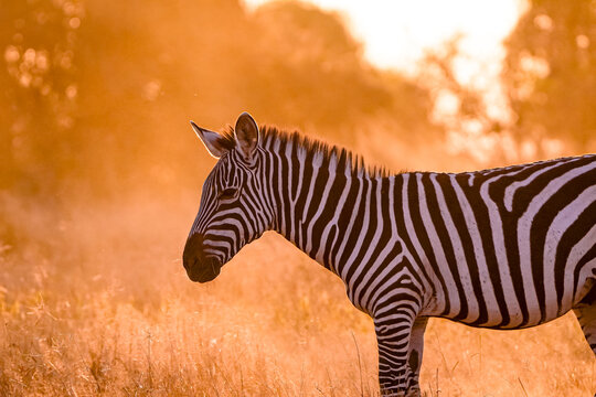View of a zebra standing in the tall grass of Amboseli National Park during the golden hour in Kajiado County, Kenya.