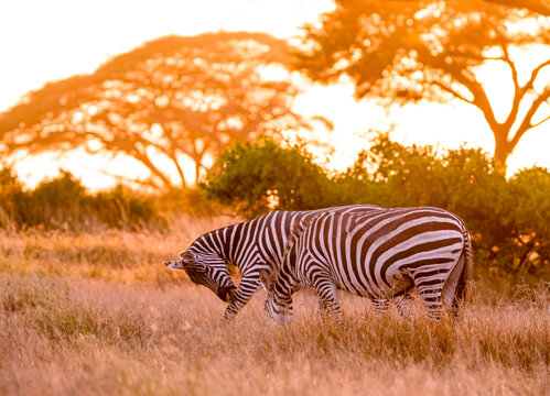 View of two zebras grazing in the golden light of sunset within Amboseli National Park, Kajiado County, Kenya.