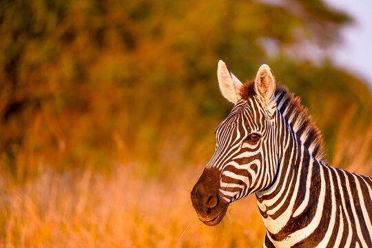 View of a zebra head and neck with distinctive black and white stripes illuminated by warm golden hour light in the savanna of Amboseli National Park, Kajiado County, Kenya.