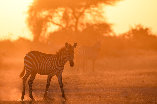 View of zebras walking through the dusty savanna of Amboseli National Park during golden hour in Kajiado County, Kenya.