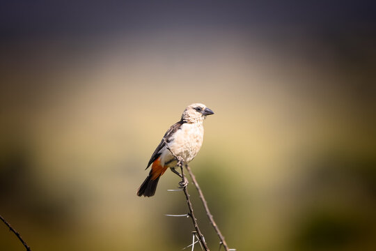 View of a white-headed buffalo weaver perched on a thorny branch in Amboseli National Park, Kajiado County, Kenya.