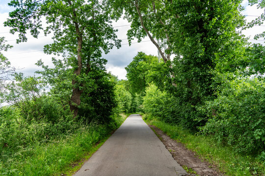 Touristic trail of empty road pathway in forest or park with green lush nature. Path way. Nature in mixed forest. Summer park nature. Public park nature forest. Green forest wood in summer