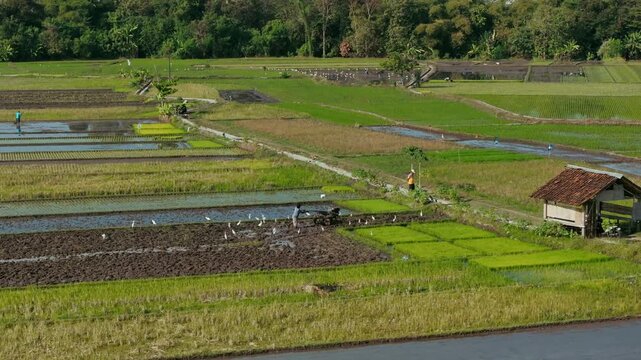 Aerial view of a farmer working in rice fields with a small hut and birds near Jalan Bibis in Kecamatan Kasihan, Daerah Istimewa Yogya, Indonesia.