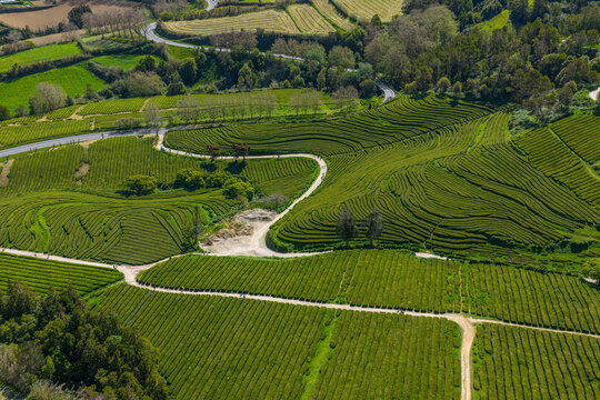 Aerial view of the lush green terraced rows of the Gorreana Tea Plantation with winding dirt paths and surrounding trees in Maia, Acores, Portugal.