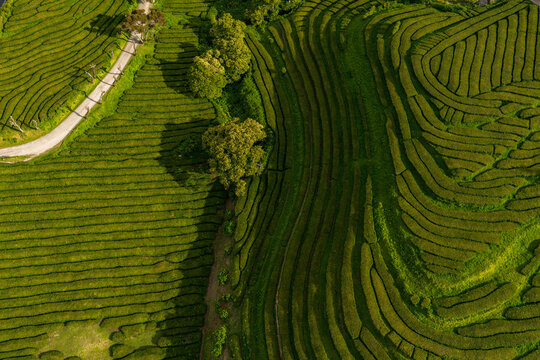 Aerial view of Gorreana Tea Plantation with lush green tea rows, winding dirt paths, and scattered trees in Maia, Acores, Portugal.