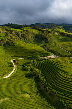 Aerial view of Gorreana Tea Plantation featuring lush green terraced tea fields, a winding dirt road, and rolling hills under a cloudy sky in Maia, Acores, Portugal.