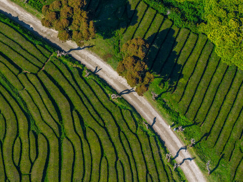 Aerial view of Gorreana Tea Plantation with lush green tea rows, a dirt path, and trees casting long shadows in Maia, Acores, Portugal.