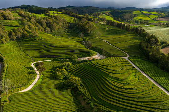 Aerial view of the lush green terraced rows of the Gorreana Tea Plantation, featuring winding dirt paths, surrounding hills, and vibrant vegetation in Ribeira Grande, Acores, Portugal.