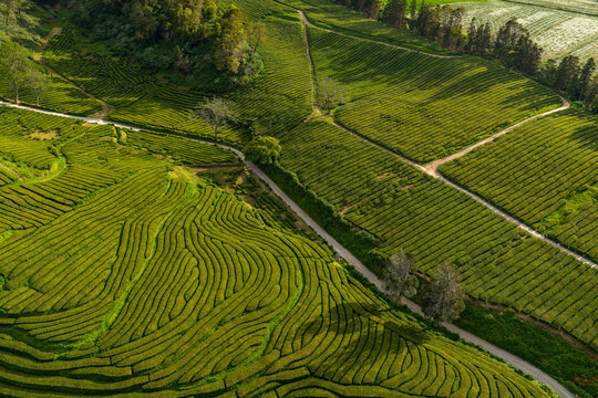 Aerial view of Gorreana Tea Plantation with lush green tea rows, winding paths, and scattered trees in Maia, Acores, Portugal.