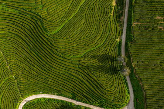 Aerial view of Gorreana Tea Plantation with its characteristic curved tea rows and a winding dirt path cutting through the lush green landscape in Maia, Acores, Portugal.