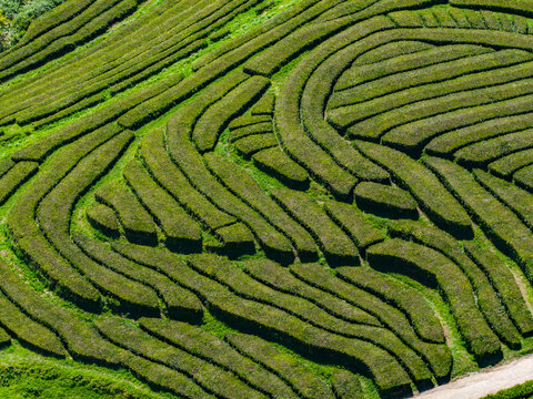 Aerial view of Gorreana Tea Plantation with lush green tea bushes arranged in curved rows on rolling hills in Maia, Acores, Portugal.