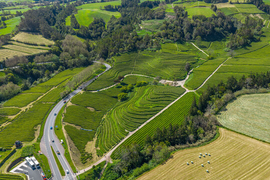 Aerial view of the Gorreana Tea Plantation with its iconic terraced tea fields, winding roads, and lush green landscape in Maia, Acores, Portugal.
