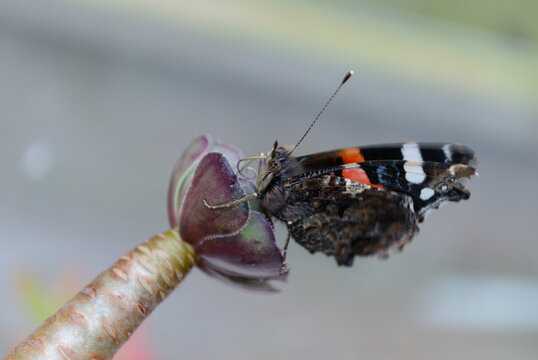 Mariposa sobre aeonium
