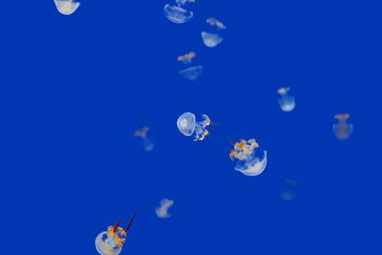 Colorful Jellyfish underwater. Jellyfish moving in the aquarium