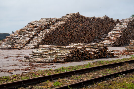 View of large stacks of timber logs at the Port of Ventspils with railway tracks in the foreground in Ventspils, Ventspils Municipalit, Latvia.