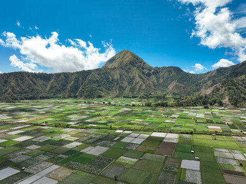Aerial view of the lush agricultural fields and patchwork farms in the Sembalun valley beneath the towering volcanic slopes in Sembalun, West Nusa Tenggara, Indonesia.