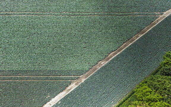 Aerial view of a vast agricultural field with rows of green crops divided by a dirt path and bordered by lush trees in Middenmeer, North Holland, Netherlands.