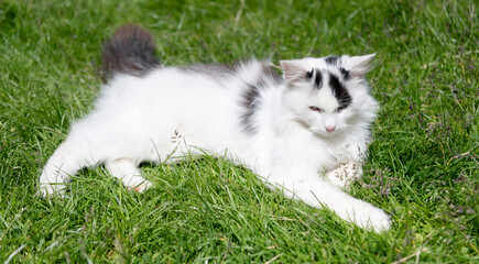 White fluffy cat relax on green grass. Cute cat in summer nature. Cat breed. Kitten pet relax outdoor © be free