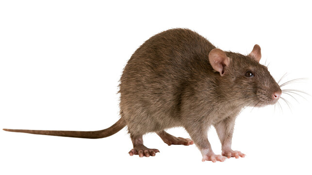 Brown rat with long tail and whiskers